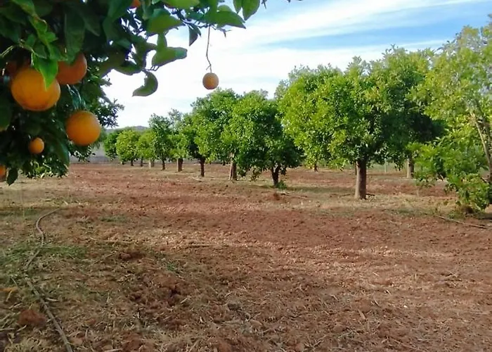 Entrecolinas 4* 알부페이라