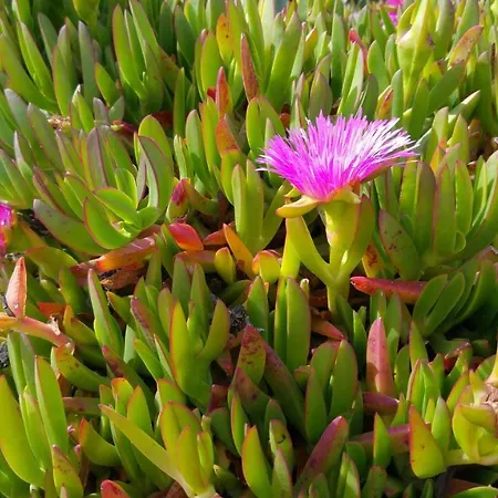 Entrecolinas Nocleg ze śniadaniem Albufeira