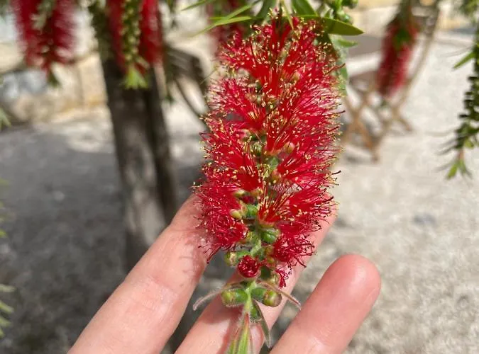 Entrecolinas לינה וארוחת בוקר אלבופיירה