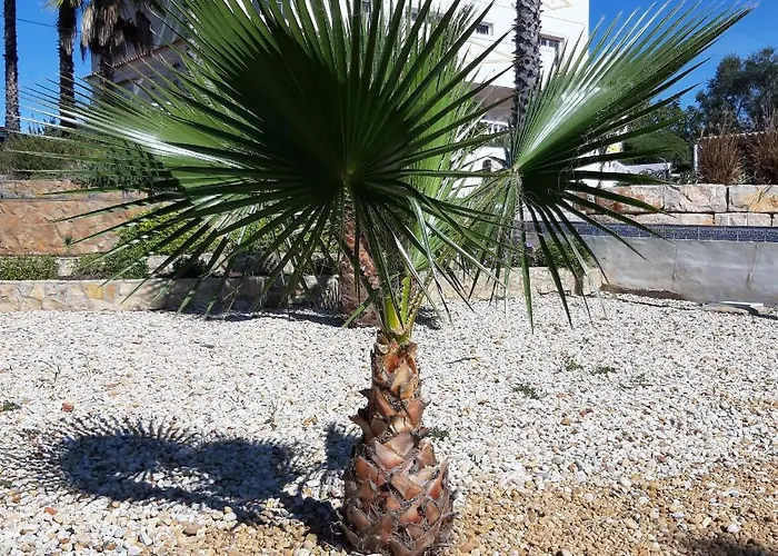 לינה וארוחת בוקר Entrecolinas אלבופיירה