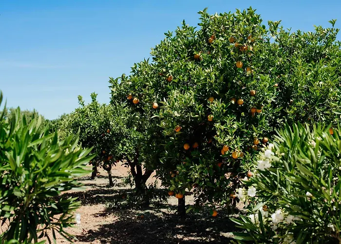 Entrecolinas 4* אלבופיירה